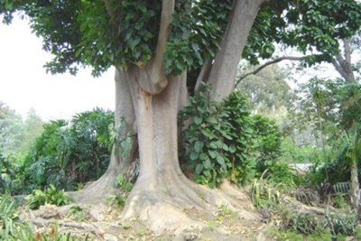Know your roots to prevent future drain pain