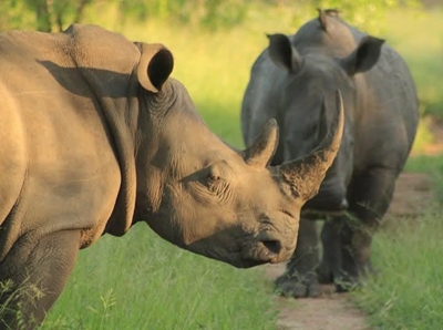 Research finds rhino dehorning helps poaching - but it's no silver bullet