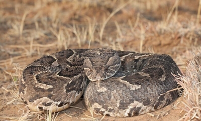 Snakebite incidents increase with warmer weather