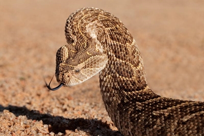 Snake call-outs same as year before