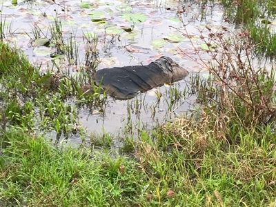 Floating body found in Knysna dam