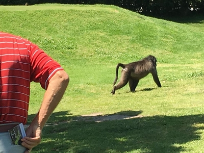 Bitou battles baboons