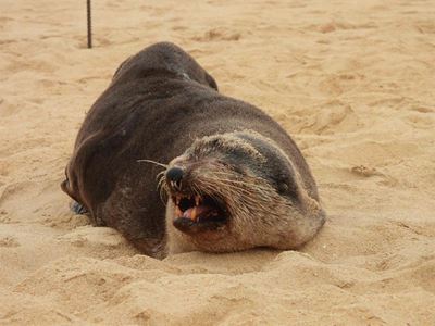 Seal 'holidays'  at Suiderkruis