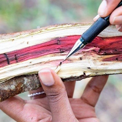 The invasive beetle is now threatening our urban forest