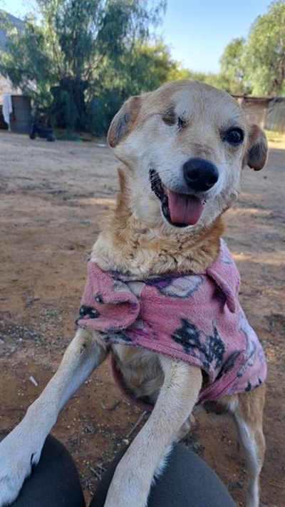 GRAWS neem 53 honde in