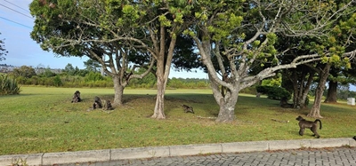 3 baboon troops in Outeniquas