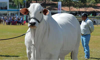 World’s most expensive cow sets new Guinness World Record