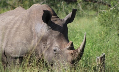 Latest rhino poaching stats: 20 rhino poachers convicted in 2021
