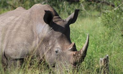 Latest rhino poaching stats: 20 rhino poachers convicted in 2021