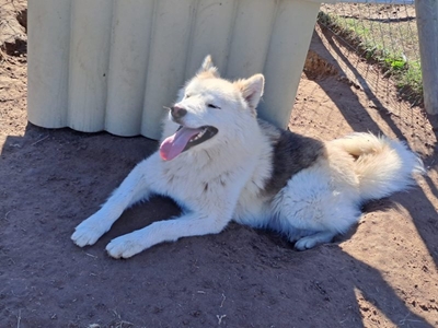 Rassie the husky is looking for a home