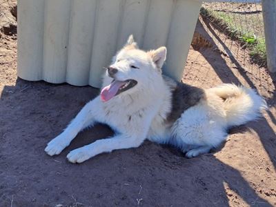 Rassie the husky is looking for a home