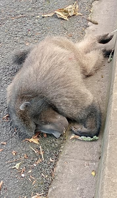 3 pellets found in dead baboon