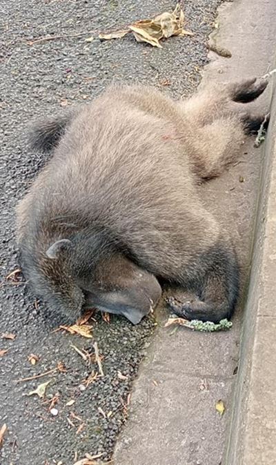 3 pellets found in dead baboon