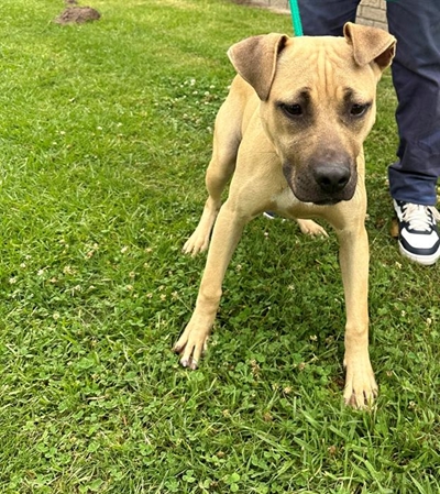 All sorts for adoption at SPCA