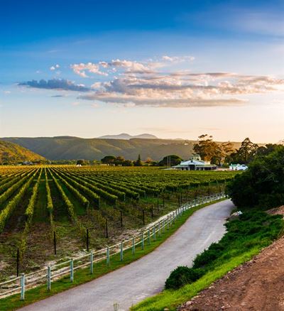 Plett wines win big