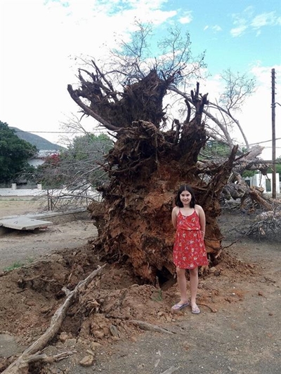 Trees crash down