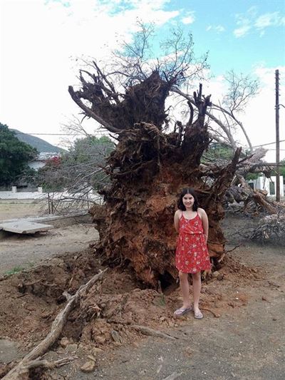 Trees crash down