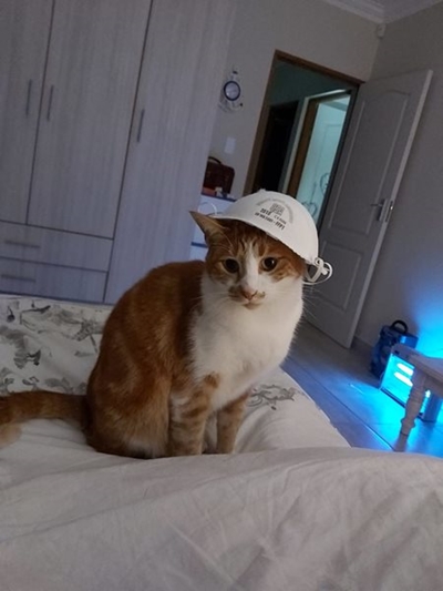 Reebok se gemmerkat nou stil
