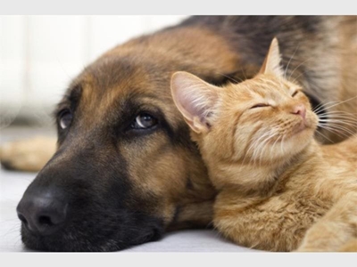 Cold weather can worsen pet arthritis