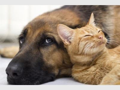 Cold weather can worsen pet arthritis