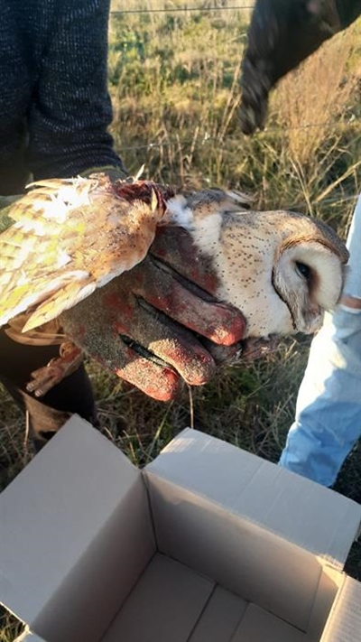 Owl still at animal hospital