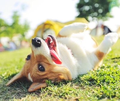 How to manage your pets' allergies