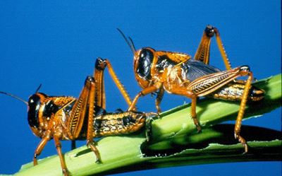 SA on high alert for further brown locust outbreaks