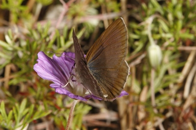 Searching for the Brenton blue butterfly