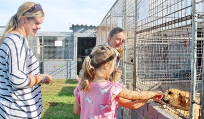 SPCA suspensions: staffer unwell, hearing adjourned