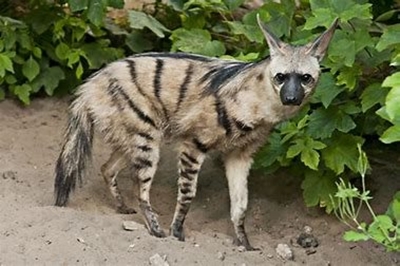 Aardwolf doodgery