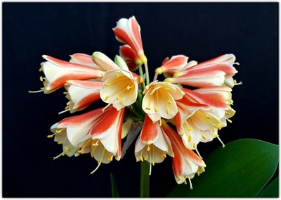 Clivia-skou in George