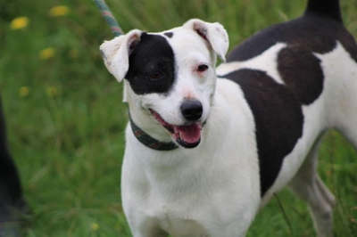 Adopt a forever friend from Odin