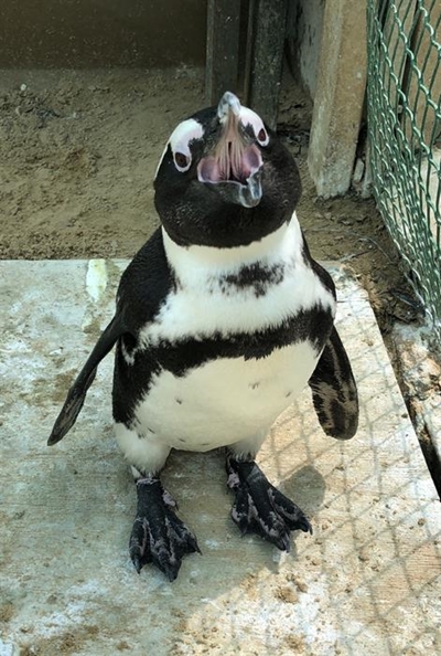 Help penguins