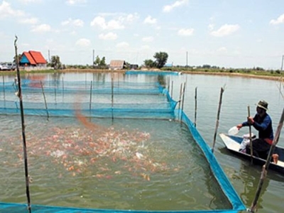Theft ruining the hopes of aquaculture in Africa