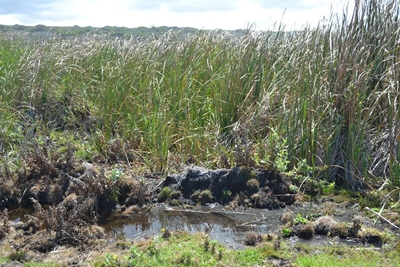 Update: Aqunion insists there are no wetlands