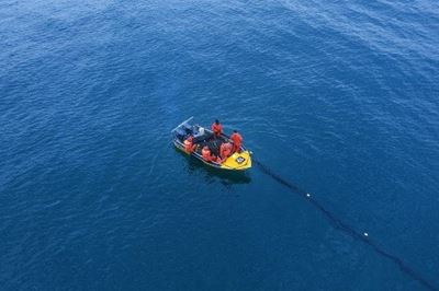 High cost to wildlife from shark nets protecting SA beaches