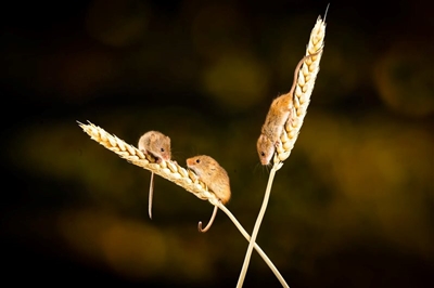 After fire and floods, Aussie farmers suffer devastating mouse plague