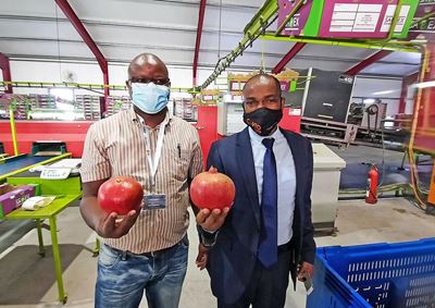 GRDM assists expansion of local pomegranate industry