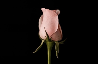 Plant a rose of hope for cancer