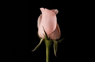 Plant a rose of hope for cancer