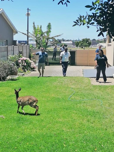Bokkie laat mensdom bontstaan