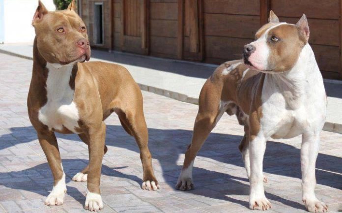 which pit bulls are more aggressive