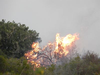 Brand gou onder beheer gebring