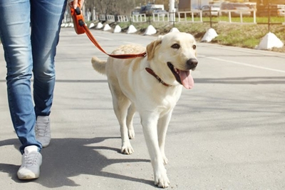 Dog-walking at the SPCA
