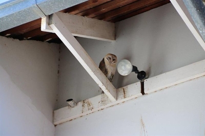 Owl has a hoot at school