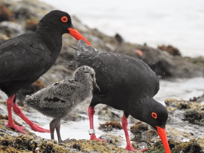 Oystercatchers: Garden Route breeding success