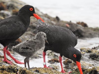 Oystercatchers: Garden Route breeding success