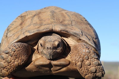 Rescued tortoises find permanent home