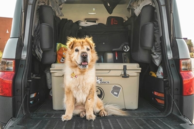 Road trips with pets: Tips for a pawsome adventure