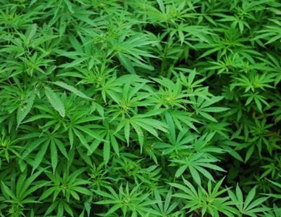 Ruling upheld: Private use of dagga is legal
